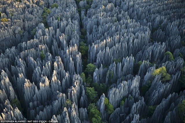 جنگل سنگی، در ماداگاسکار